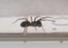 Phrurolithus sp.
